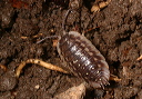 wood_louse072