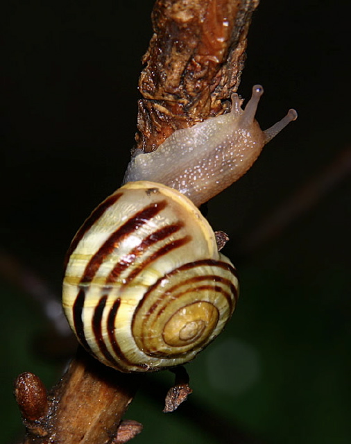 Cepaea hortensis Helicidae