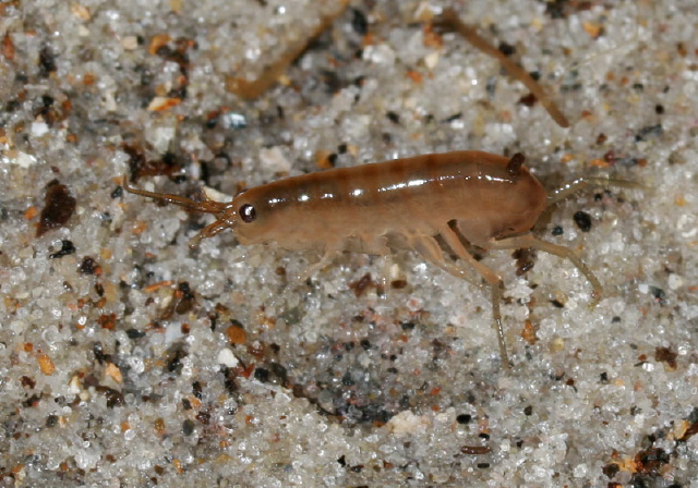   Talitridae