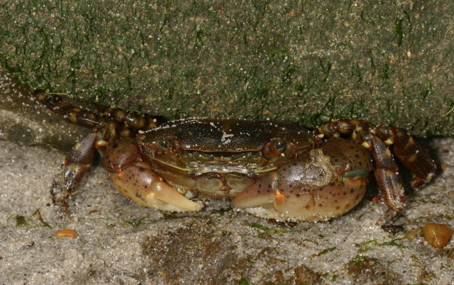 Hemigrapsus sanguineus Grapsidae