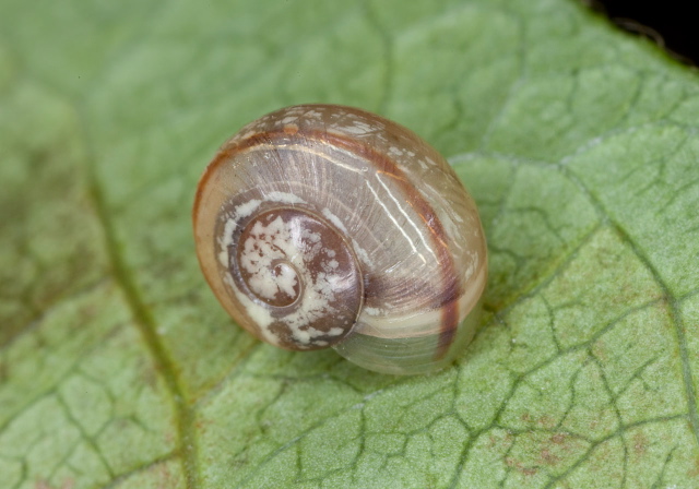 Cepaea hortensis Helicidae