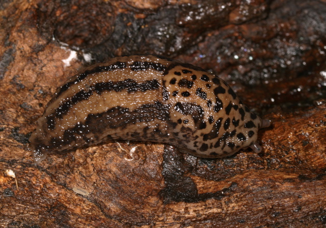 Limax  maximus Limacidae