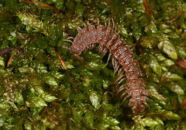 Polydesmus Polydesmidae