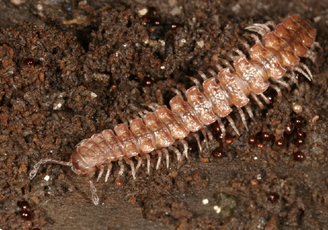 Polydesmus Polydesmidae