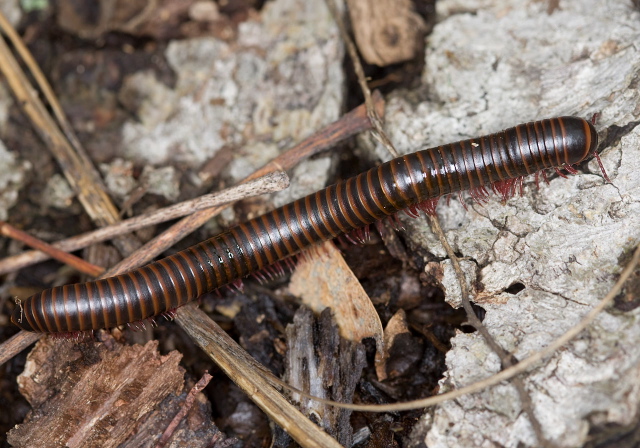 Narceus americanus Spirobolidae