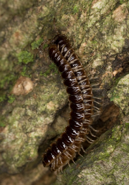 Oxidus gracilis Paradoxosomatidae