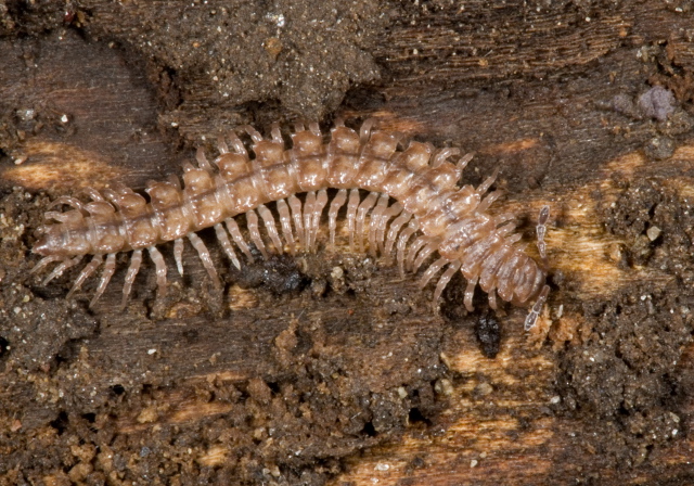 Polydesmus Polydesmidae