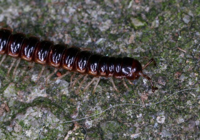 Oxidus gracilis Paradoxosomatidae