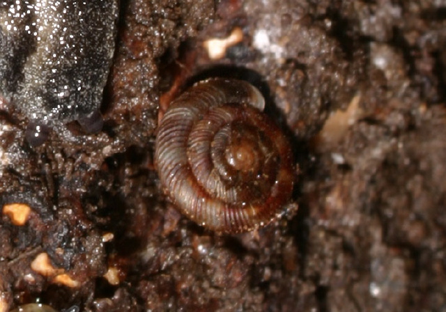 Strobilops aeneus? Strobilopsidae