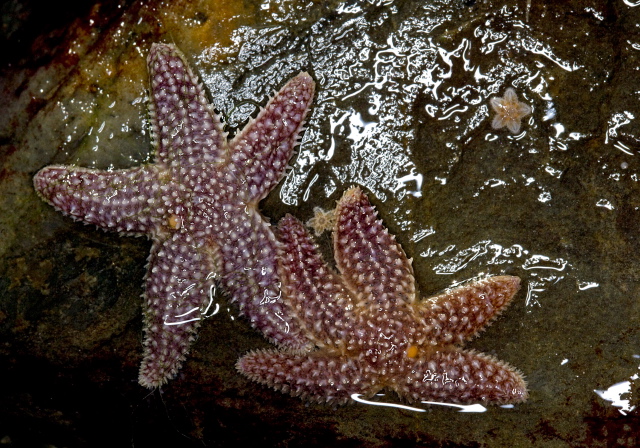 Asterias forbesi? Asteriidae