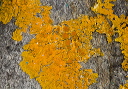 lichen_1837