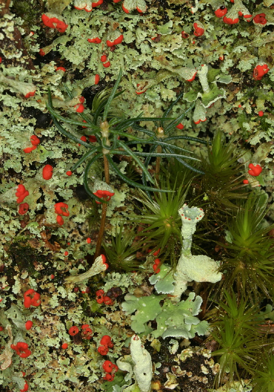 Cladonia pleurota? Cladoniaceae