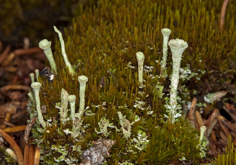 Cladonia sp.? Cladoniaceae