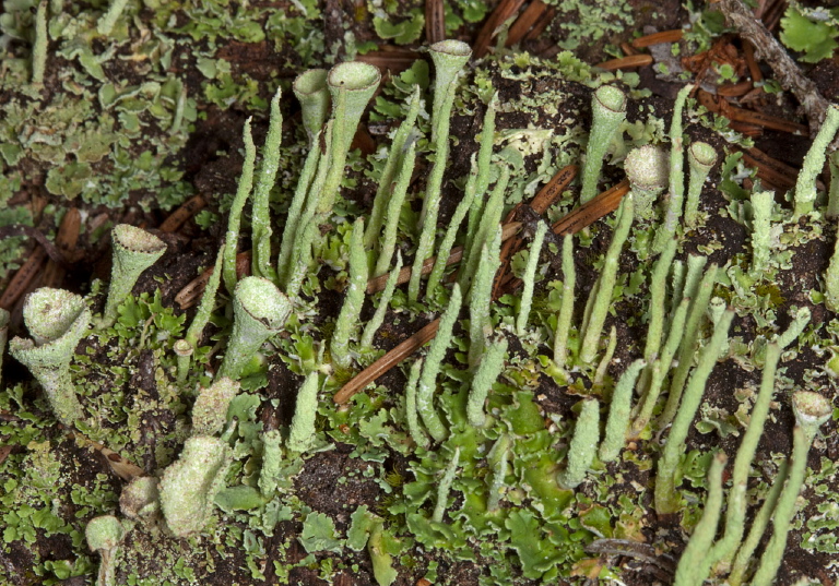 Cladonia sp.? Cladoniaceae