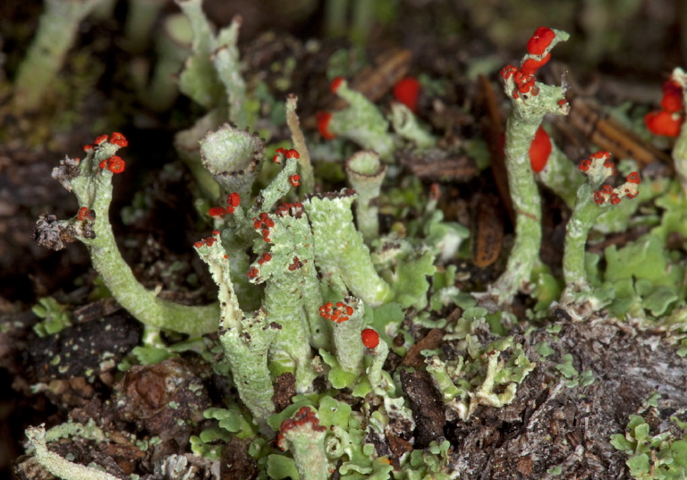 Cladonia sp.? Cladoniaceae