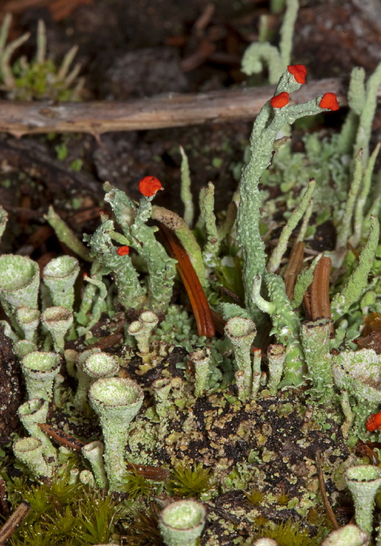 Cladonia sp.? Cladoniaceae