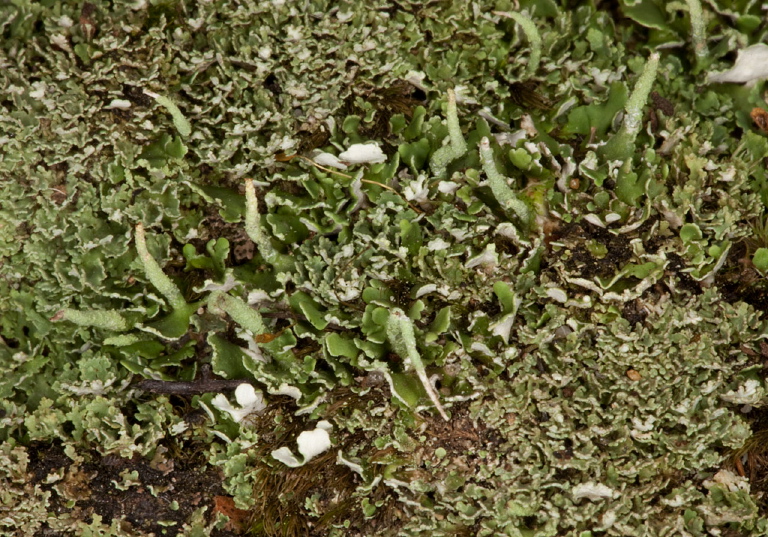 Cladonia sp.? Cladoniaceae