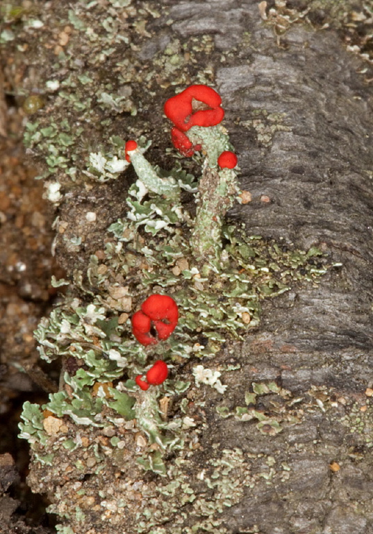 Cladonia sp.? Cladoniaceae