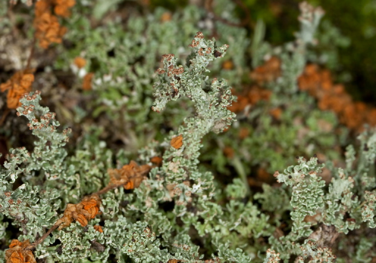 Cladonia sp.? Cladoniaceae