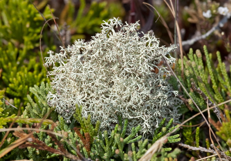 Cladonia sp.? Cladoniaceae