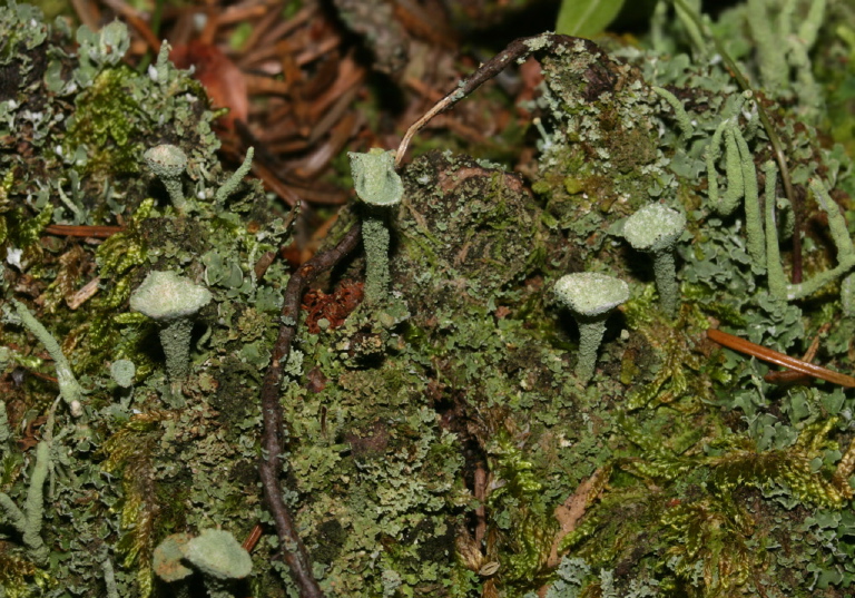 Cladonia sp.? Cladoniaceae