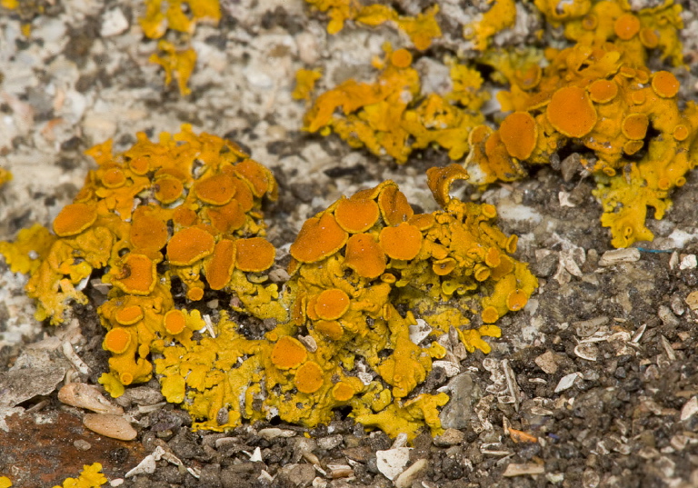 Xanthoria parietina Teloschistaceae