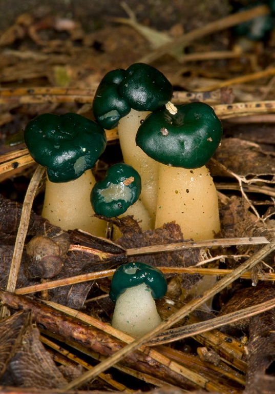 Leotia viscosa Leotiaceae