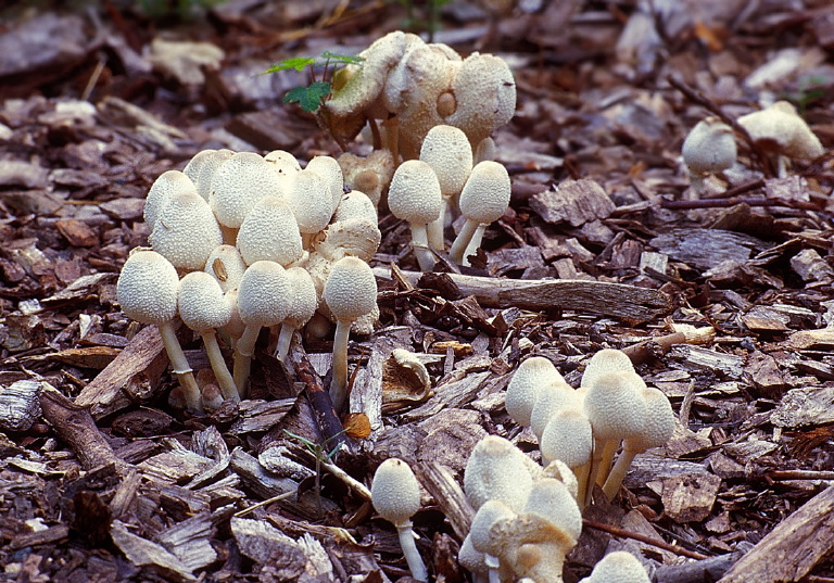 Leucocoprinus cepaestipes Agaricaceae