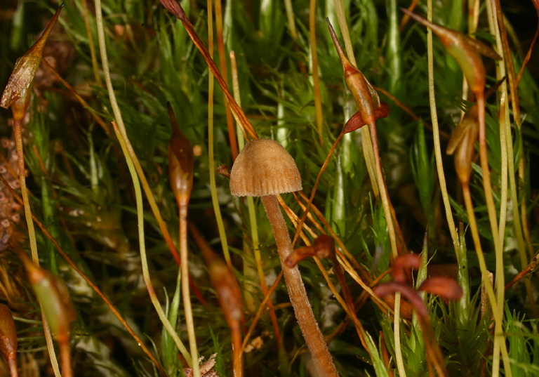 Mycena sp. Tricholomataceae