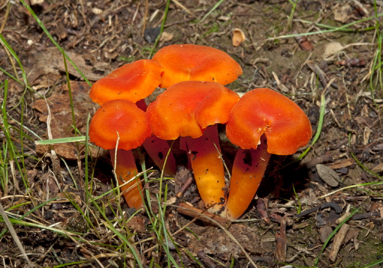Hygrocybe cantharellus? Tricholomataceae?