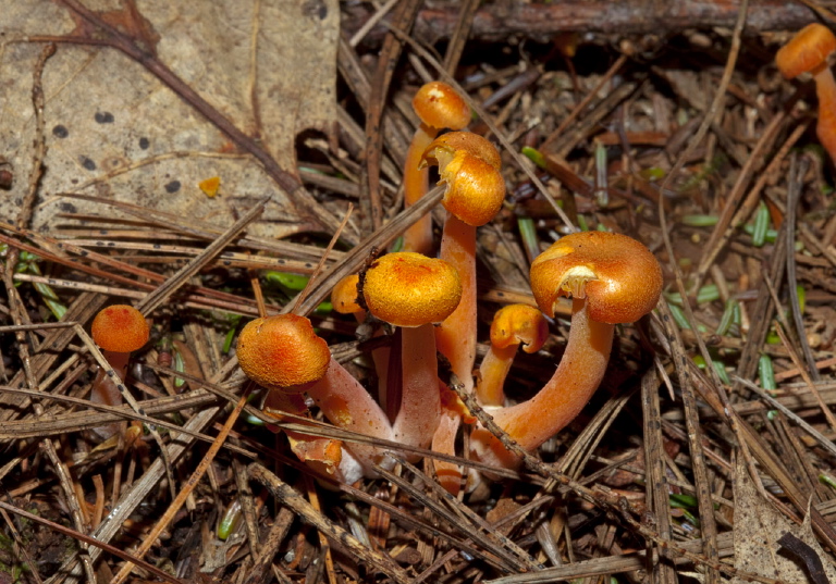   Tricholomataceae?