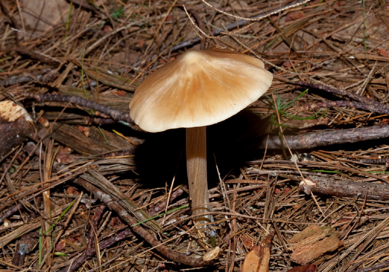Entoloma strictius? Entolomataceae