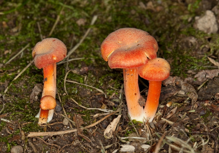 Hygrocybe cantharellus? Tricholomataceae?