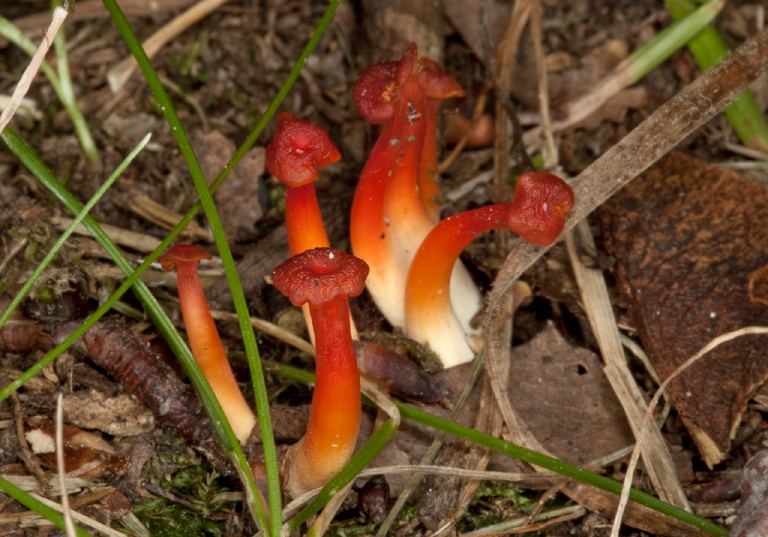 Hygrocybe cantharellus? Tricholomataceae?
