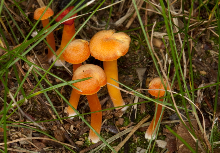 Hygrocybe cantharellus? Tricholomataceae?