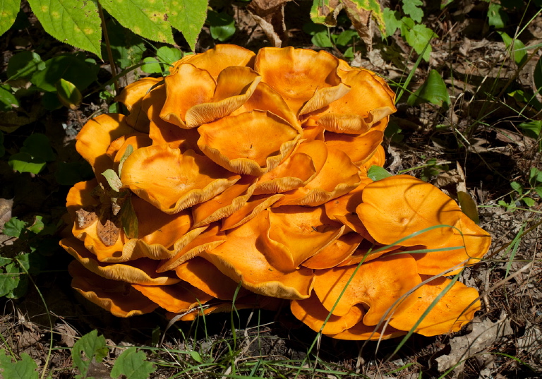 Omphalotus illudens? Marasmiaceae?
