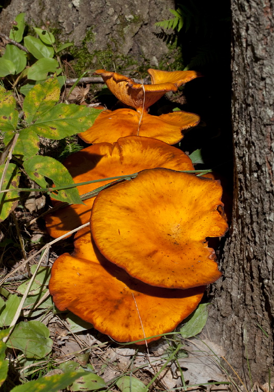 Omphalotus illudens? Marasmiaceae?