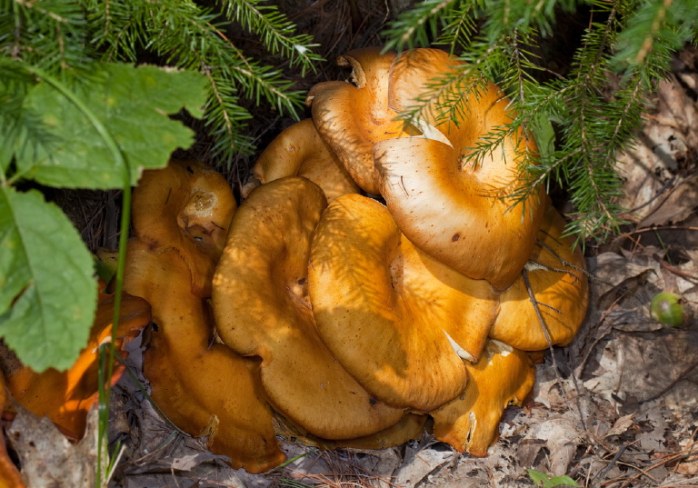 Omphalotus illudens? Marasmiaceae?