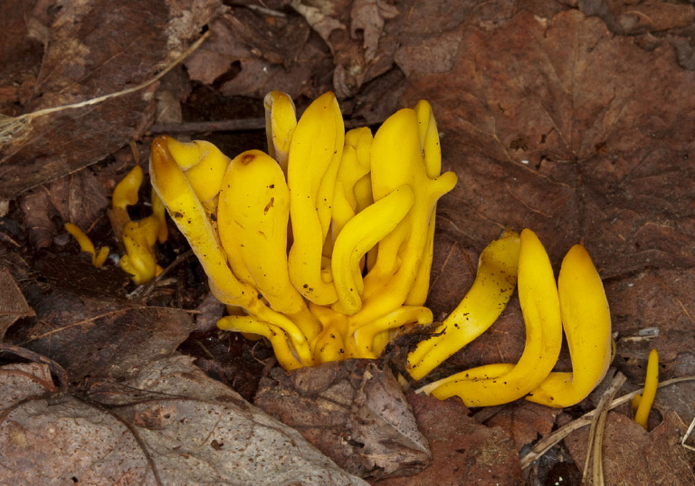Clavulinopsis fusiformis Clavariaceae