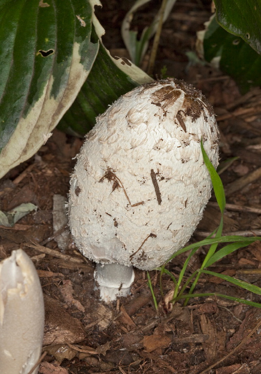 Coprinus comatus Agaricaceae