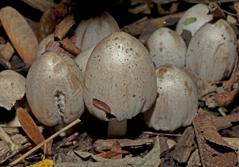 Coprinopsis atramentaria? Psathyrellaceae