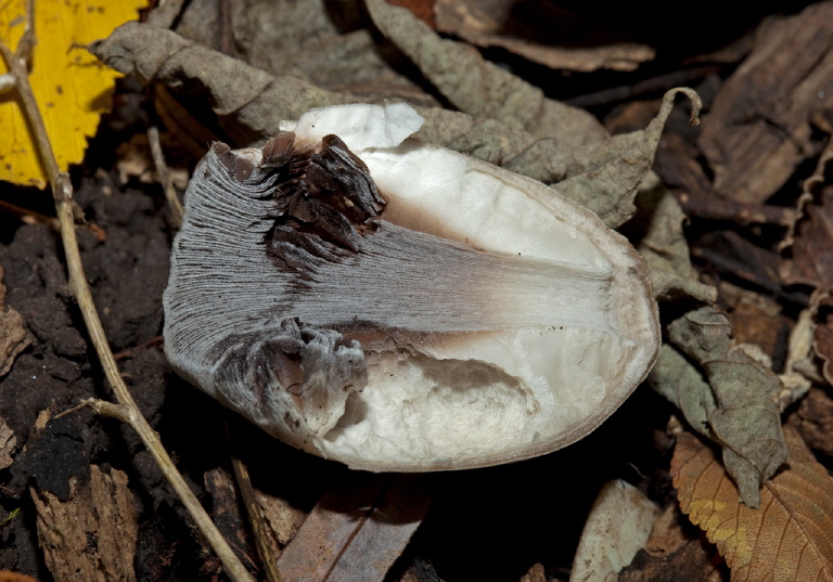 Coprinopsis atramentaria? Psathyrellaceae