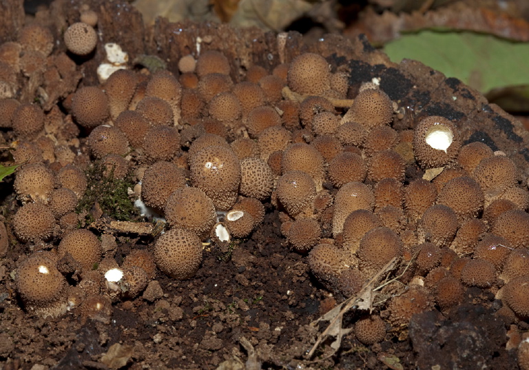 Morganella pyriformis? Lycoperdaceae