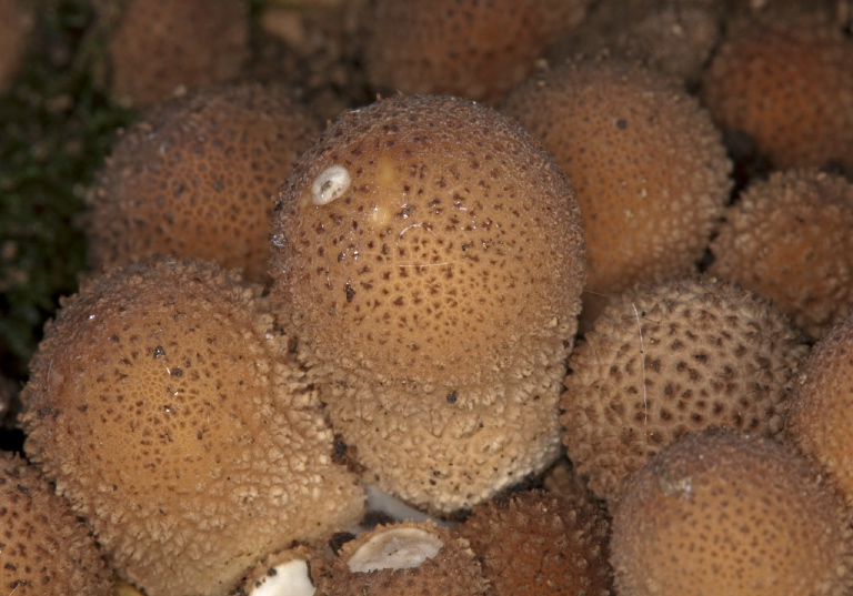 Morganella pyriformis? Lycoperdaceae