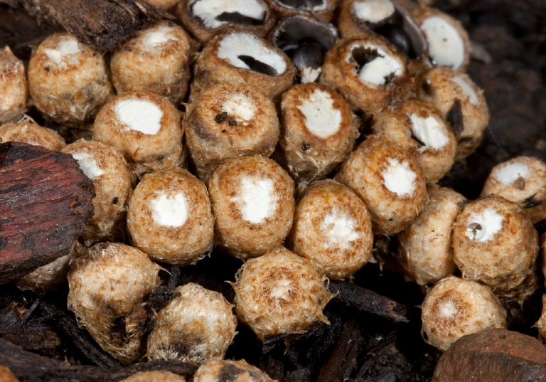 Cyathus olla Nidulariaceae
