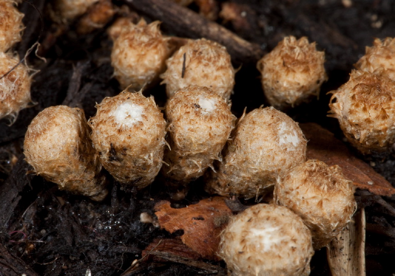 Cyathus olla Nidulariaceae