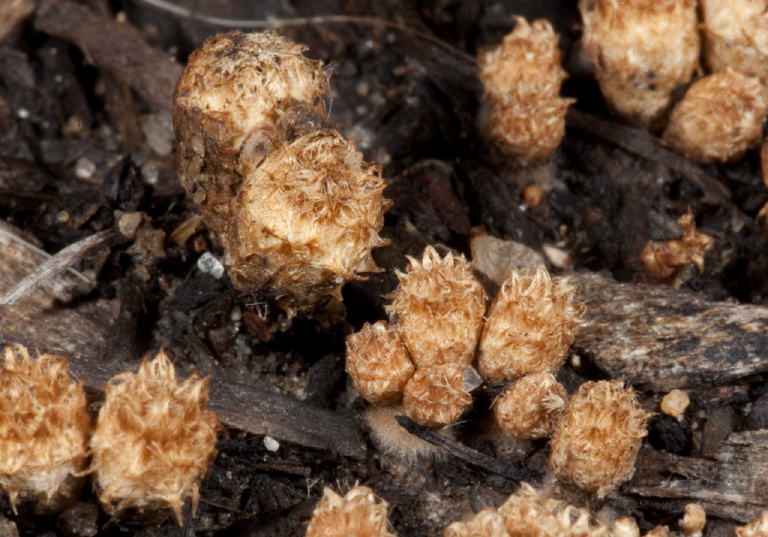 Cyathus olla Nidulariaceae