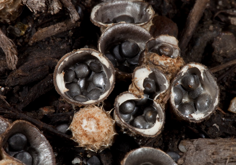 Cyathus olla Nidulariaceae