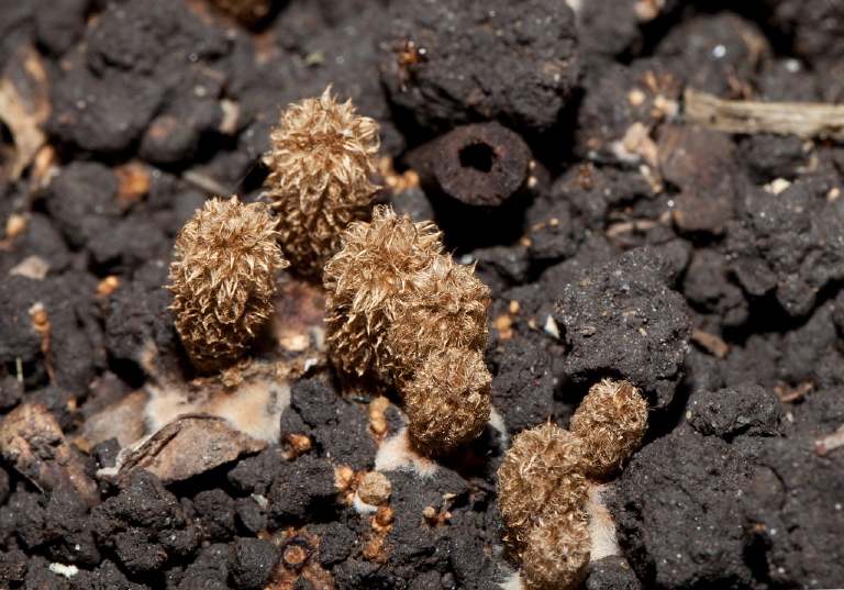 Cyathus striatus Nidulariaceae