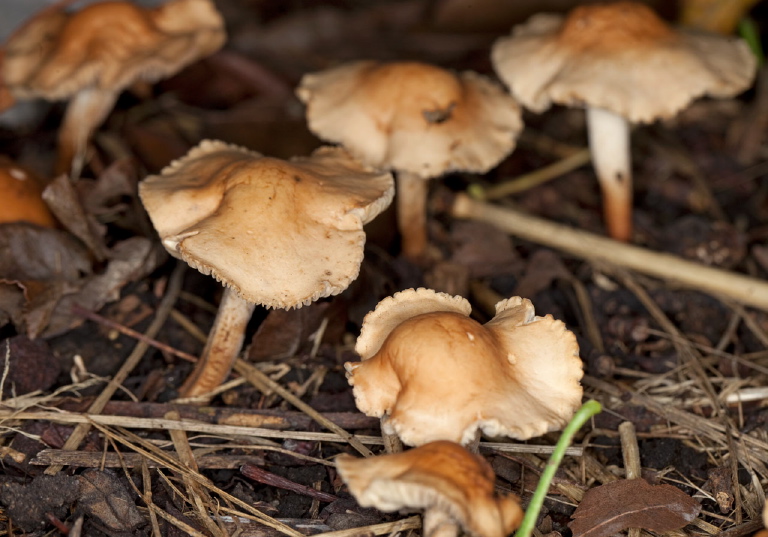   Marasmiaceae?